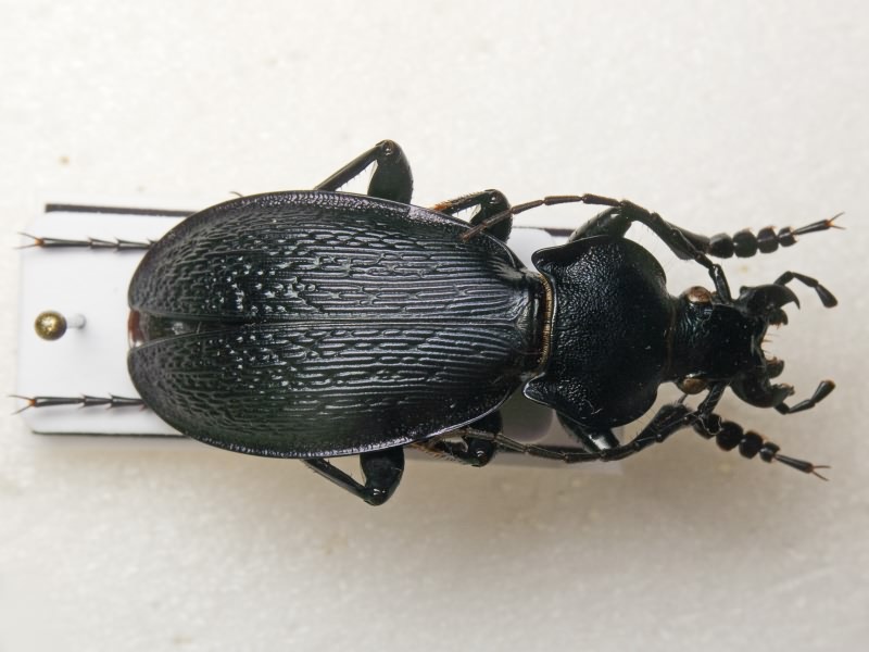 Carabus